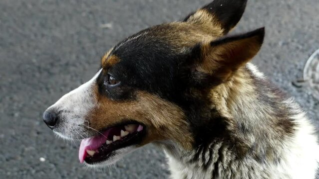 Australian Cattle Dog (ACD), or simply Cattle Dog, is a breed of herding dog originally developed in Australia for droving cattle over long distances across rough terrain.