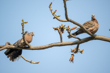 Two spotted doves sitting on kapok branches.