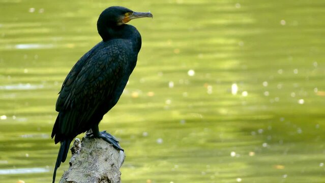 Double-crested cormorant (Phalacrocorax auritus)