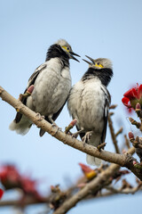 Two black collared starlings sitting face to face on kapok branches.