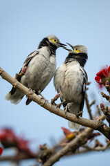 Two black collared starlings sitting face to face on kapok branches.