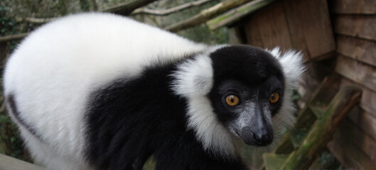 Vari noir et blanc - Maki noir et blanc - Lémurien de Madagascar -ph3