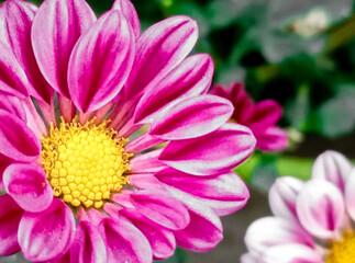 Autumn aster flowers of Aster Cordifolius Little Carlow.Autumnal asters blooming and decorating