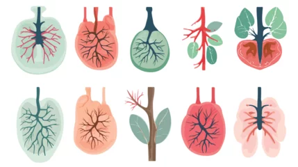 Fotobehang Lungs Flat style internal organs of human anatomy © Vector