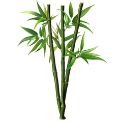 Bamboo Plant Isolated On Transparent Background.