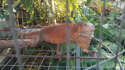 Red iguana in cage, exotic pet