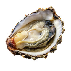 Opened oyster isolated on a transparent background.