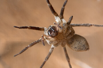 Nosferatu-Spinne, Frontalansicht von vorne, gefährlicher Anblick, Macro