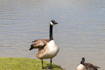 country goose spending time in a park
