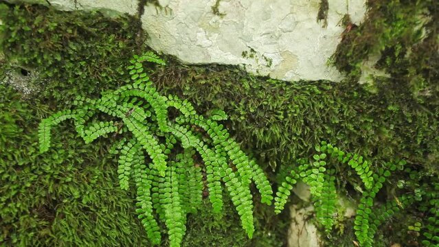 Asplenium trichomanes, the maidenhair spleenwor