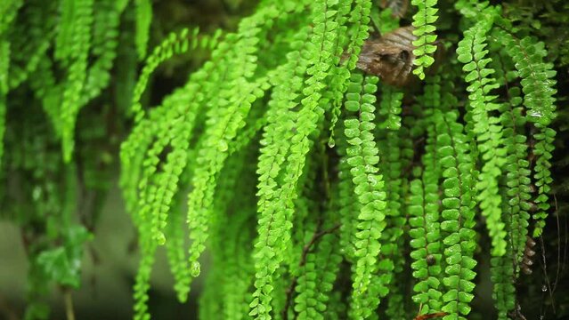 Asplenium trichomanes, the maidenhair spleenwor