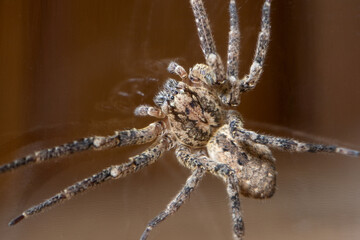 Nosferatu-Spinne mit deutlicher Zeichnung auf dem Rücken, Macro