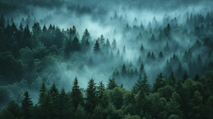 Dense Forest Shrouded in Fog