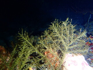 Obraz premium coral reef in the night dive 