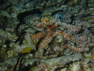 octopus in the night 