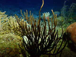 Fototapeta na wymiar coral reef in the night dive 