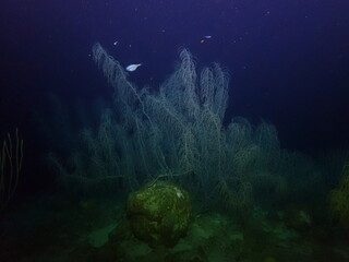 coral reef in the night dive 