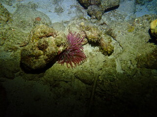 anemone