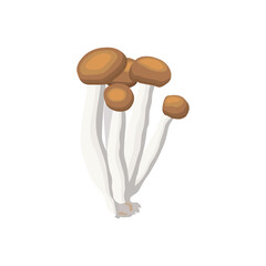 Vector illustration set of shimeji mushroom in cartoon flat style. Shimeji mushrooms. Clump of wild forest fungi. Asian raw fungus. Vector illustration isolated on white background. Healthy food