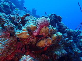 Naklejka na ściany i meble coral reef underwater 