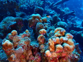 Fototapeta na wymiar coral reef underwater 