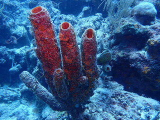 coral reef underwater 