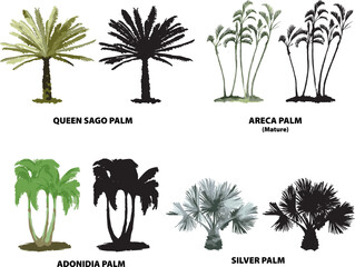 palm trees 1 florida queen sago adonidia silver areca vector tropical watercolor illustration - obrazy, fototapety, plakaty