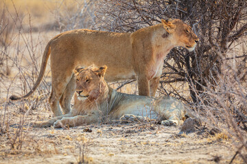 Two young male Lions (Panthera leo) relaxing in the thickets, Etosha National Park, Namibia