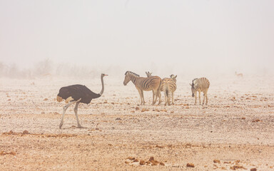 Male Ostrich (struthio camelus) walking in a desert landscape during a sandstorm in Etosha National Park, Namibia
