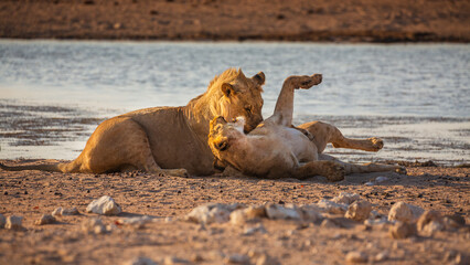 Young male Lion (panthera leo) playing with a lioness 