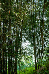 Lush bamboo forest along the river in the park