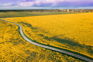Top Elevated View Of Agricultural Landscape With Flowering Blooming Oilseed Field. Country dusty sandy road through fields. Spring Season. Blossom Canola Yellow Flowers. - 759009582