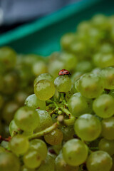 Weinlese