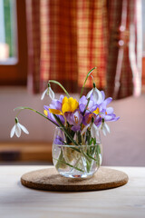 Bouquet of purple crocus in vase. Spring flowers in a vase. - 759009978