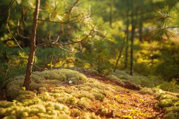 Miniature illusion in the forest in Algonquin Park, Ontario, Canada shot with a tilt-shift lens