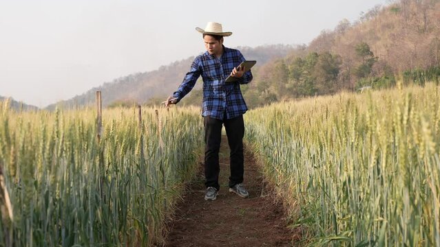 A smart young Asian farmer in a plaid shirt works in a wheat and barley field to research under the sunset rays. Harvest concept 4k video
