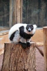black and white ruffed lemur in a zoo at Tenerife, Canary Islands, Spain.