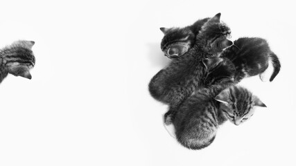 Kitten Clique in black and white