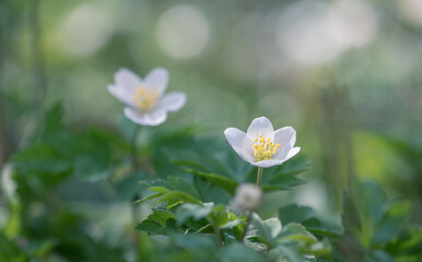 Anemone nemorosa, wood anemone, windflower. Blur effect with shallow depth of field - 759011343