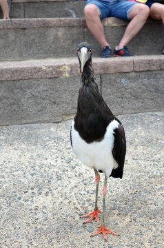 Abdim's Stork (Ciconia Abdimii) in Jungle Parck in Tenerife