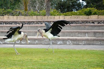 Marabu african in Jungle Park, Tenerife island