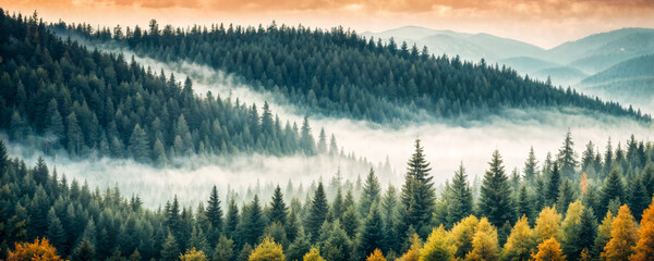 Fog descends from wooded mountains, coniferous forest.