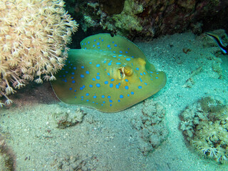 Blue spotted rays in the coral reef during a dive in Bali