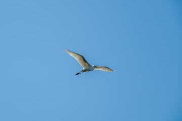 Egret egretta garzetta in flight with blue sky in the background