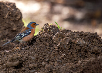 Chaffinch (Fringilla coelebs) - Widespread across Europe, Asia, and North Africa