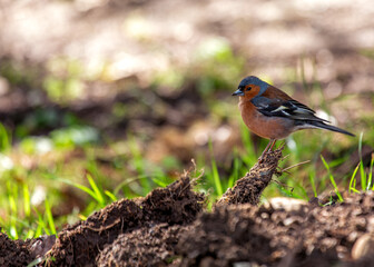 Chaffinch (Fringilla coelebs) - Widespread across Europe, Asia, and North Africa