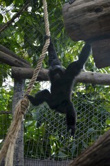 Siamang in the Jungle Park in Tenerife, Spain