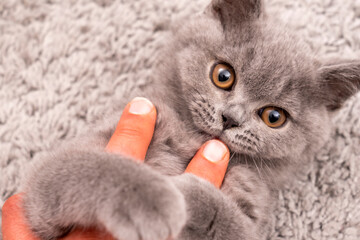 british shorthair gray cat holding human hand in affection under white background. British...