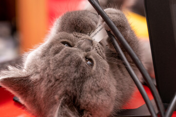 purebred british shorthair gray cat with brown eyes, 3 months old, playing with computer cables....