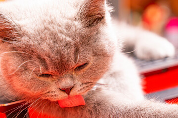 3 months old purebred british shorthair gray cat with brown eyes with backlit fur. 3 months old purebred british shorthair gray cat with brown eyes with backlit fur.